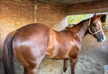 Detectan casos de gusano barrenador en caballos de la zona centro de Veracruz