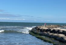 Muere manatí en Veracruz tras derrame de petróleo