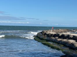 Muere manatí en Veracruz tras derrame de petróleo