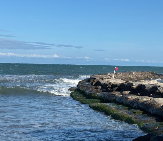 Muere manatí en Veracruz tras derrame de petróleo