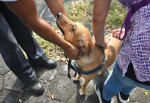 Aplicarán 400 dosis gratuitas de vacuna antirrábica en la ciudad de Veracruz