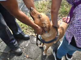 Aplicarán 400 dosis gratuitas de vacuna antirrábica en la ciudad de Veracruz