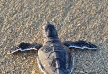 Vega de Alatorre, principal santuario de reproducción de tortugas marinas en el Golfo