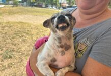 Exhorta Ayuntamiento de Veracruz a vacunar a mascotas contra la rabia