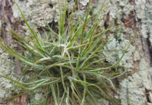 Alumna UV mide calidad del aire en Xalapa con plantas epífitas