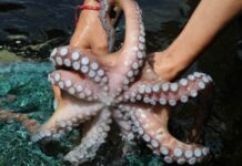 Inicia aprovechamiento del pulpo en el Sistema Arrecifal Veracruzano