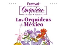 Coatepec celebra su riqueza natural con el XVII Festival Internacional de la Orquídea