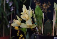 Invita SECVER al Festival Internacional de la Orquídea 2026 en Coatepec