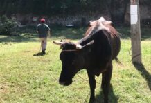 En 13 meses, en Veracruz se denunciaron 286 casos de robo de ganado