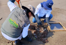 Secretaria Bárcena supervisa acciones de contención y limpieza de hidrocarburos en playas de Veracruz; sin afectaciones a ANPs afirma