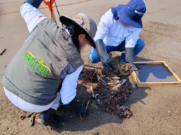 Secretaria Bárcena supervisa acciones de contención y limpieza de hidrocarburos en playas de Veracruz; sin afectaciones a ANPs afirma