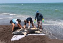 Hemorragia por lesión traumática, causa de muerte de delfín en Alvarado: PMA