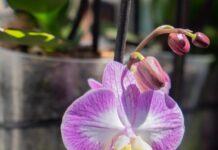 Color, aroma y tradición: Coatepec se consolida como la capital de las Orquídeas en México