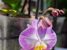 Color, aroma y tradición: Coatepec se consolida como la capital de las Orquídeas en México