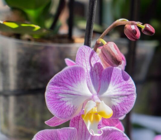 Color, aroma y tradición: Coatepec se consolida como la capital de las Orquídeas en México