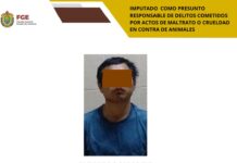 Lo imputan a proceso tras lesionar con arma blanca a una perrita en Poza Rica