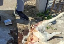 Investigan deceso de canino en Geo Pinos 1; no hay indicios de violencia