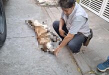 Atiende Ayuntamiento de Veracruz reporte de canino atacado por abejas