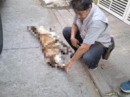 Atiende Ayuntamiento de Veracruz reporte de canino atacado por abejas