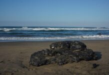 Alerta en Catemaco: hidrocarburo invade zonas de anidación de tortugas