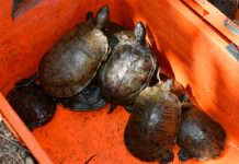 UV promueve cuidado de tortugas y calidad del agua en región Veracruz