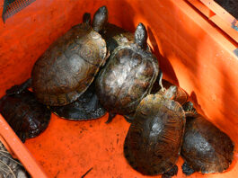 UV promueve cuidado de tortugas y calidad del agua en región Veracruz