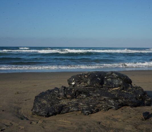 Alerta en Catemaco: hidrocarburo invade zonas de anidación de tortugas