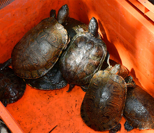 UV promueve cuidado de tortugas y calidad del agua en región Veracruz