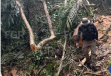 FGR aseguró 34 tablones de madera protegida de la Biósfera de los Tuxtlas