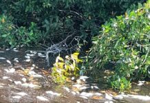 Conagua atiende contingencia sobre la mortandad de peces en la zona Sur de Tamaulipas y norte de Veracruz