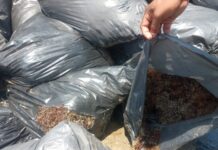 Marina desmiente abandono de hidrocarburos en Pajapan; asegura que bolsas contienen sargazo y no chapopote