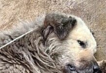 Activistas alertan por avance del gusano barrenador en animales domésticos de Veracruz