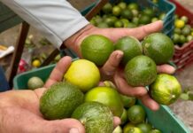 Rechazan cargamento de limón persa en frontera con EEUU por exceso de pesticidas