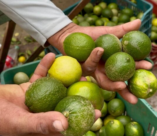 Rechazan cargamento de limón persa en frontera con EEUU por exceso de pesticidas