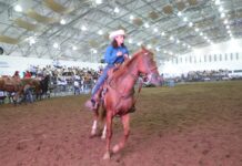 Veracruz, punto de reintroducción del caballo en América del Norte