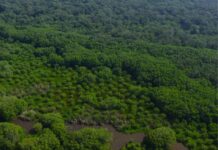 Restauración de flujos hídricos en Veracruz, clave para garantizar 30% de productividad pesquera