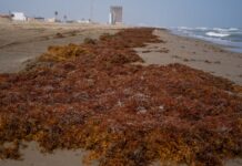 Retira Gobierno de Coatzacoalcos 600 toneladas de sargazo en playas de Coatzacoalcos