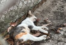 Alarma en el Fovissste de Xalapa por envenenamiento de gatos