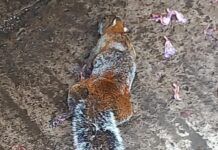 Crisis de envenenamiento en el Fovissste de Xalapa alcanza a la fauna silvestre