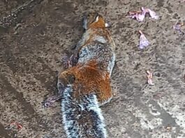 Crisis de envenenamiento en el Fovissste de Xalapa alcanza a la fauna silvestre