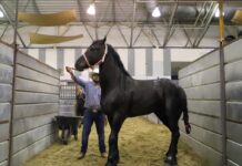 Arranca el Primer Congreso Nacional del Caballo con expertos nacionales e internacionales