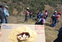 Articula Sembrando Vida equipo multidisciplinario de 422 mil campesinos y 13 gobiernos estatales, en estrategia contra el gusano barrenador
