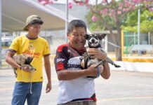 Refuerza Ayuntamiento de Veracruz salud pública con vacunación antirrábica en la ciudad