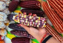 Preserva Sembrando Vida 54 razas de maíz nativo con parcelas agroecológicas comunitarias en Veracruz