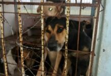 Historias de maltrato animal / Hora cero