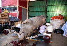 Confirma necrocirugía que manatí falleció por golpe de embarcación en Coatzacoalcos