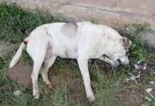 Exigen justicia por envenenamiento masivo de perros en Xalapa