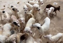 Rescate de 42 caninos en el segundo Cateo contra el maltrato animal en Coatzacoalcos