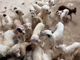 Rescate de 42 caninos en el segundo Cateo contra el maltrato animal en Coatzacoalcos