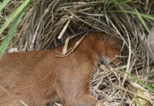 Muere ejemplar de Yaguarundi tras ser atropellado en Medellín de Bravo
